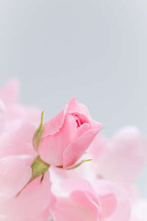 Pink rose bud on gray background. Perfect for greeting cards and invitations for wedding, birthday, Valentine's Day, Mother's Dayの写真素材