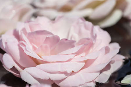 Pale pink rose flowers and white petals on the water. For a water festival or spaの写真素材
