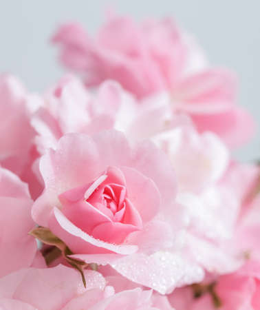 Pink roses on gray background. Perfect for background greeting cards and invitations of the wedding, birthday, Valentine's Day, Mother's Dayの写真素材