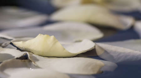 White rose petals on blue water. For a water festival or spa