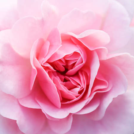 Botanical concept, wedding invitation card - Soft focus, abstract floral background, pink rose flower. Macro flowers backdrop for holiday brand designの写真素材