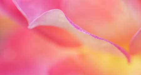 Botanical concept, invitation card - Soft focus, abstract floral background, pink yellow rose flower. Macro flowers backdrop for holiday brand designの写真素材
