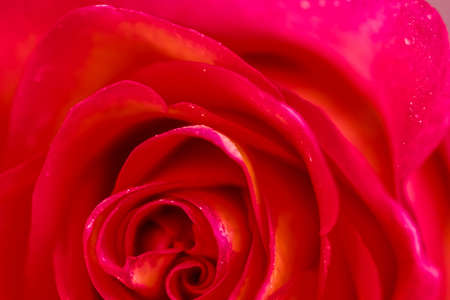 Botanical concept, invitation card - Soft focus, abstract floral background, red rose flower. Macro flowers backdrop for holiday brand designの写真素材