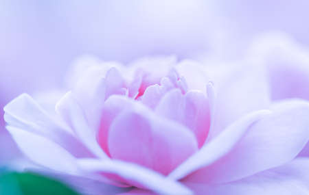 Botanical concept, wedding invitation card - Soft focus, abstract floral background, purple rose...