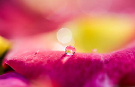 Red yellow rose petals with drops of water. Aromatherapy and spa concept. Blurred floral natural backgroundの写真素材