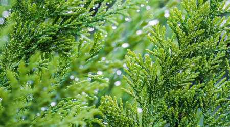 Closeup green leaves of evergreen coniferous tree Lawson Cypress or Chamaecyparis lawsoniana after the rain. Extreme bokeh with light reflection. Macro photography, selective focus, blurred nature background. Space for textの写真素材
