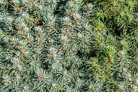 Closeup green leaves of decorative evergreen coniferous tree Canadian spruce Picea glauca with drops...