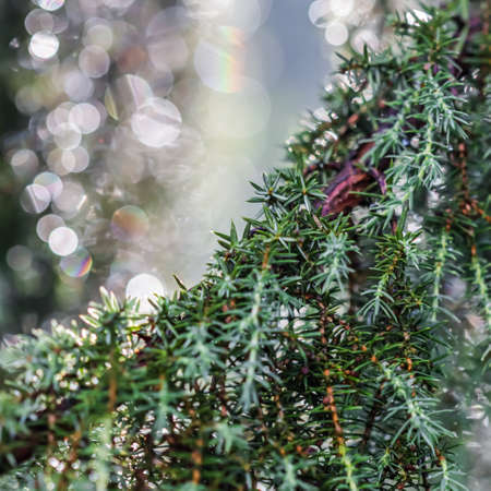 Closeup Blue leaves of evergreen coniferous tree Juniperus communis Horstmann after the rain. Extreme bokeh with light reflection. Macro photography, selective focus, blurred backgroundの写真素材