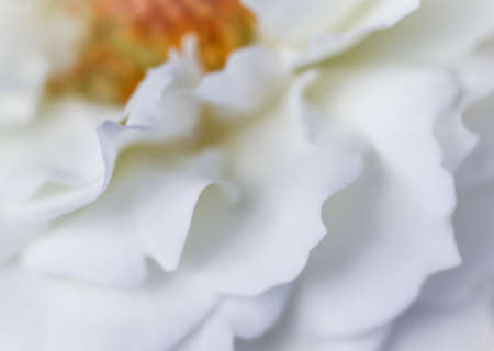 Abstract floral background, white rose flower petals. Macro flowers backdrop for holiday design. Soft focus.の写真素材