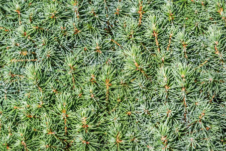Closeup green leaves of decorative evergreen coniferous tree Canadian spruce Picea glauca with drops of water after the rain. Natural backgroundの写真素材