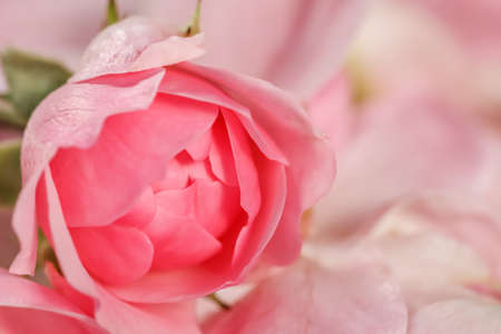 Botanical concept, invitation card - Soft focus, abstract floral background, bud of pink rose flower. Macro flowers backdrop for holiday brand designの写真素材