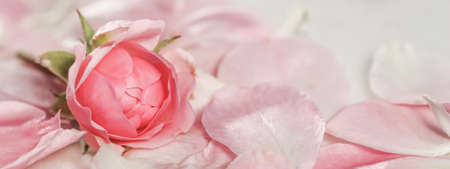 Botanical concept, invitation card - Soft focus, abstract floral background, bud of pink rose flower. Macro flowers backdrop for holiday brand designの写真素材