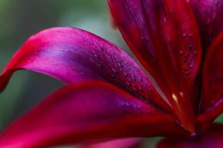 Beautiful dark red Lily on dark backgroundの写真素材