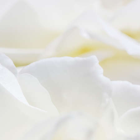 Abstract floral background, white rose flower petals. Macro flowers backdrop for holiday design. Soft focus.の写真素材