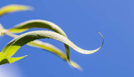 Corkscrew green willow leaves against blue sky in sunny day. Salix Matsudana. Natural backgroundの写真素材