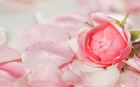 Botanical concept, invitation card - Soft focus, abstract floral background, bud of pink rose flower. Macro flowers backdrop for holiday brand designの写真素材