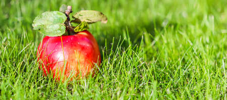 Red yellow apple on a background of green grass on a sunny autumn dayの写真素材