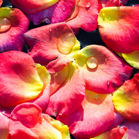 Red yellow rose petals on the water. Aromatherapy and spa concept. Floral backgroundの写真素材