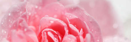 Beautiful pink rose with water drops. Can be used as background. Soft focus. Romantic styleの写真素材