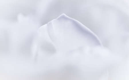 Abstract floral background, white rose flower petals. Macro flowers backdrop for holiday design. Soft focusの写真素材