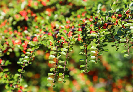 Green leaves on the branches of a horizontal cotoneaster bush in a sunny garden in autumn. Bokeh...
