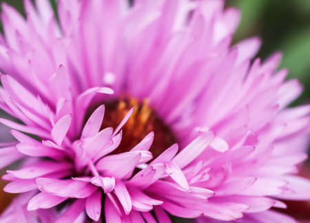 Beautiful pink flowers of autumn aster in the gardenの写真素材