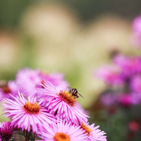 Beautiful pink flowers of autumn aster with a bee in the gardenの写真素材