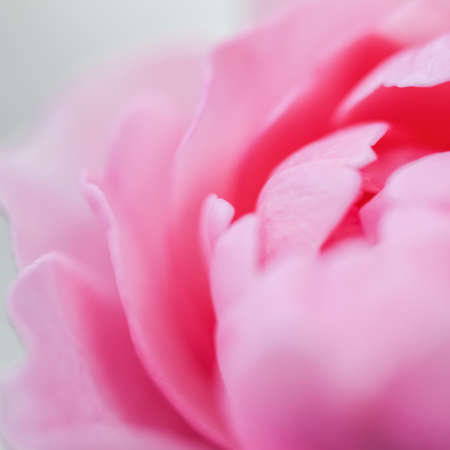 Botanical concept, wedding invitation card - Soft focus, abstract floral background, pink rose flower petals. Macro flowers backdrop for holiday designの写真素材