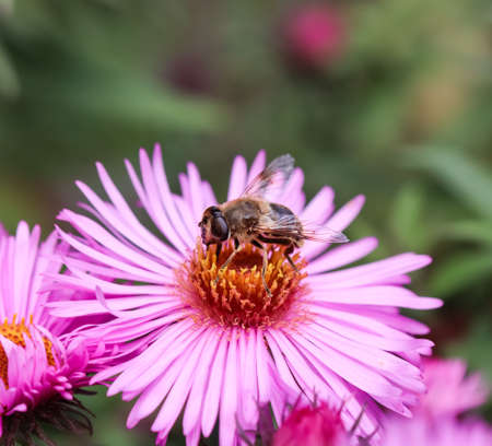 Beautiful pink flowers of autumn aster with a bee in the gardenの写真素材