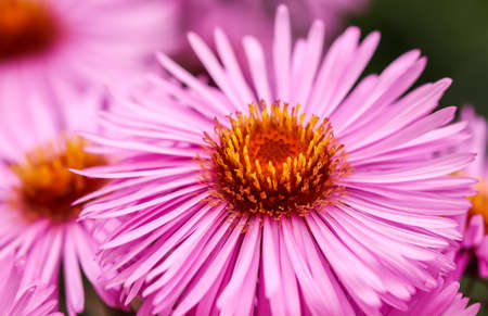 Beautiful pink flowers of autumn aster in the gardenの写真素材