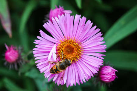 Beautiful pink flowers of autumn aster with a bee in the gardenの写真素材