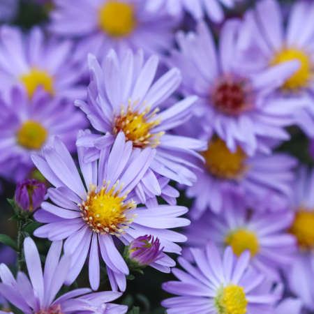 Beautiful blue flowers Sapphire Mist Aster in autumn gardenの写真素材
