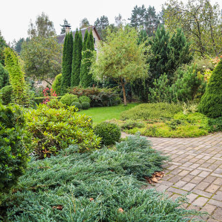 Landscaping of a garden with a bright green lawn, colorful shrubs, decorative evergreen plants and shaped boxwood (Buxus Sempervirens) in autumn. Gardening concept.の写真素材