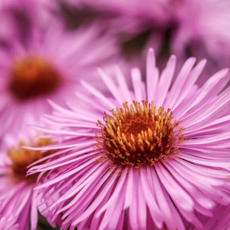 Beautiful pink flowers of autumn aster in the gardenの写真素材