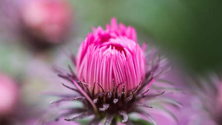 Beautiful pink flowers of autumn aster in the garden
