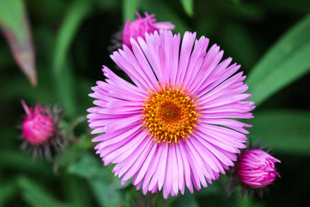 Beautiful pink flowers of autumn aster in the gardenの写真素材