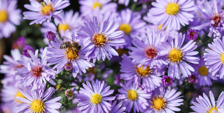 Beautiful blue flowers Sapphire Mist Aster with a bee in autumn gardenの写真素材