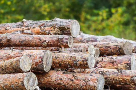 Log trunks pile, the logging timber wood industry. Wooden trunks on autumn forest background