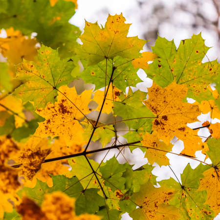 Bright colorful autumn leaves on the maple in sunny dayの写真素材