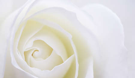Abstract floral background, white rose flower petals. Macro flowers backdrop for holiday design. Soft focus.の写真素材
