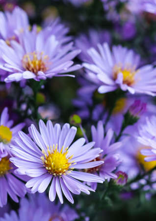 Beautiful blue flowers Sapphire Mist Aster in autumn gardenの写真素材
