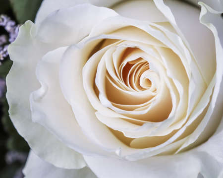 Botanical concept, invitation card - Soft focus, abstract floral background, white rose flower. Macro flowers backdrop for holiday brand designの写真素材
