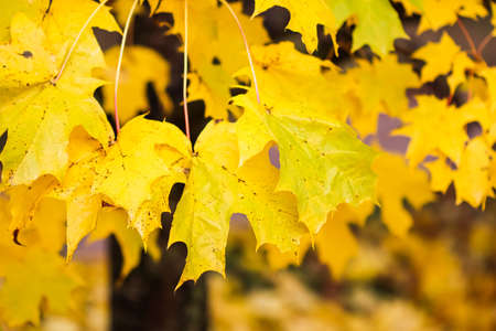 Bright colorful autumn leaves on the maple in sunny dayの写真素材