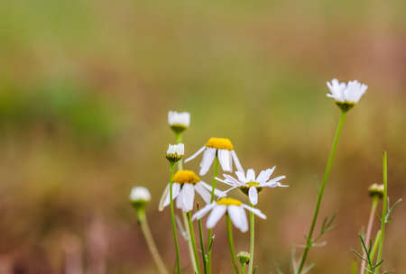 Chamomile with dew drops on an autumn field. Natural backgroundの写真素材