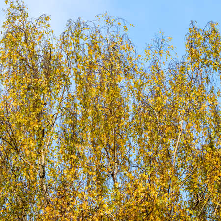 Bright yellow leaves on birch branches against blue sky. Autumn backgroundの写真素材