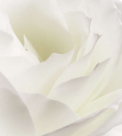 Abstract floral background, white rose flower petals. Macro flowers backdrop for holiday design. Soft focus.の写真素材