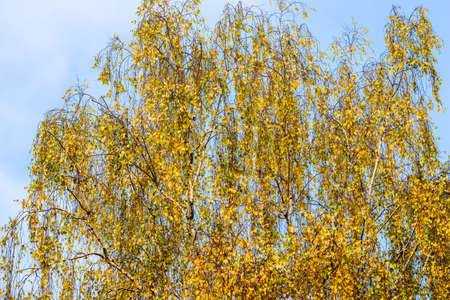 Bright yellow leaves on birch branches against blue sky. Autumn backgroundの写真素材