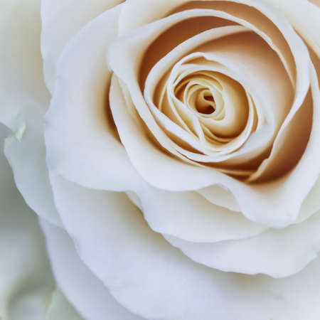 Botanical concept, invitation card - Soft focus, abstract floral background, white rose flower. Macro flowers backdrop for holiday brand designの写真素材