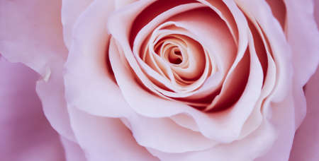Botanical concept, invitation card - Soft focus, abstract floral background, pink rose flower. Macro flowers backdrop for holiday brand designの写真素材