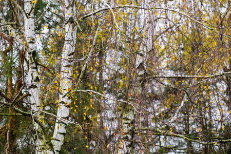 Bright yellow leaves on birch branches. Autumn backgroundの写真素材